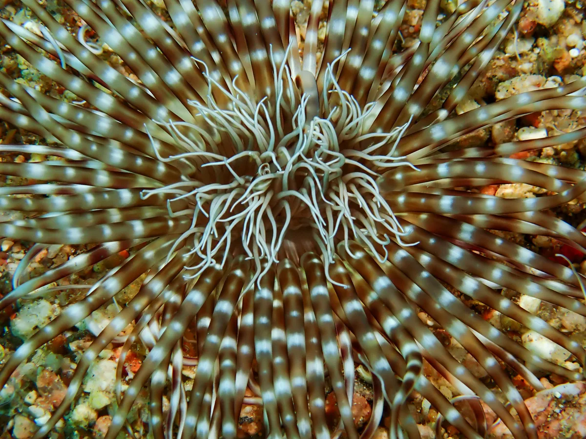 Burrowing Sea Anemone