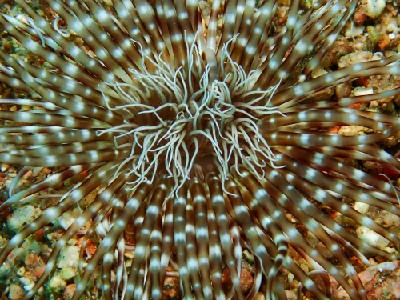 Burrowing Sea Anemone