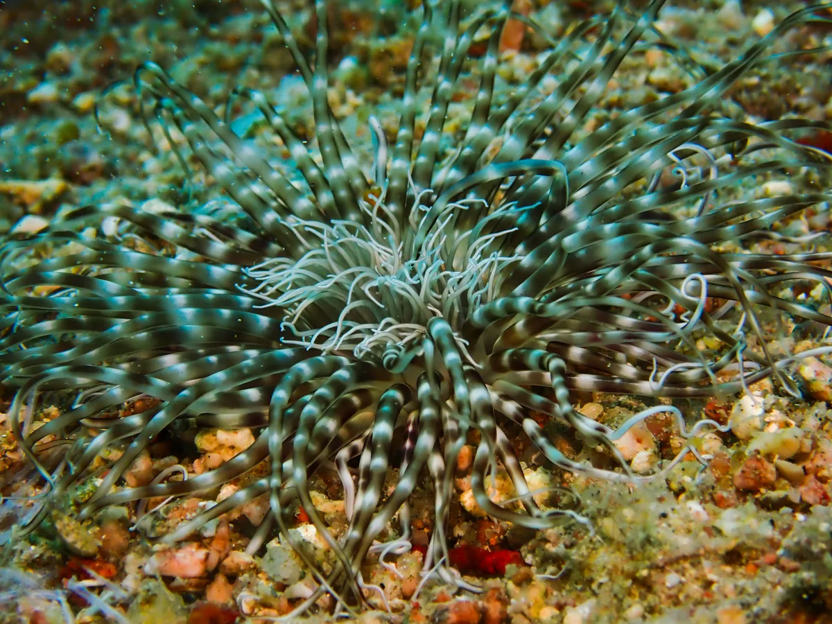 Burrowing Sea Anemone