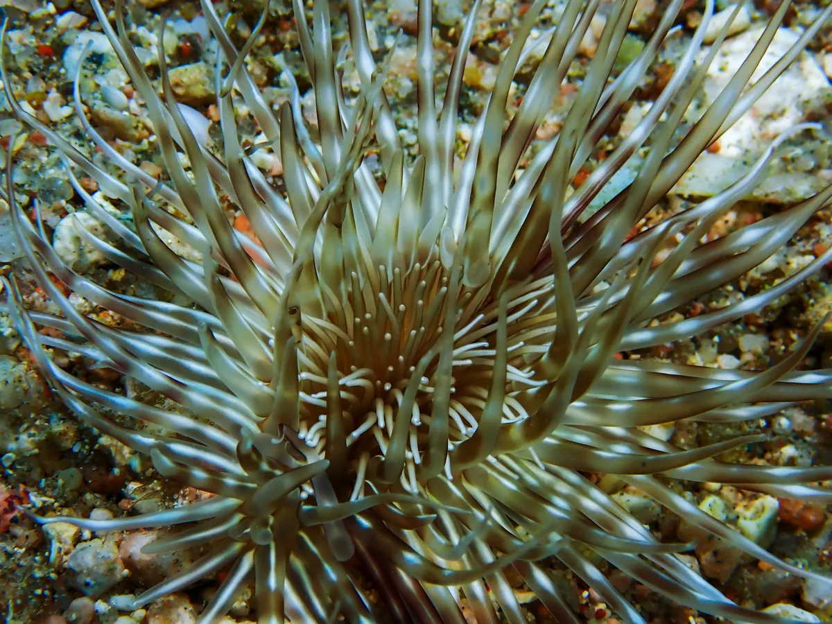 Burrowing Sea Anemone