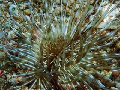 Burrowing Sea Anemone