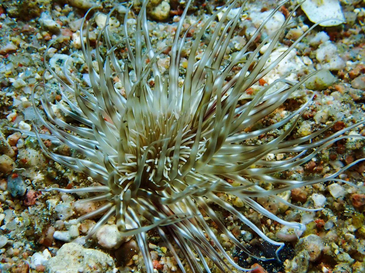 Burrowing Sea Anemone