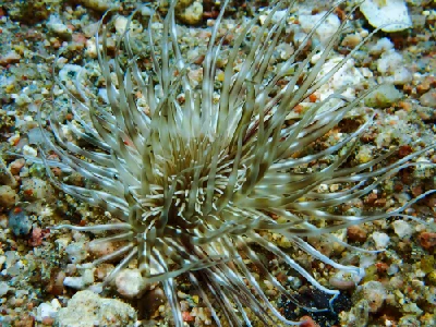 Burrowing Sea Anemone