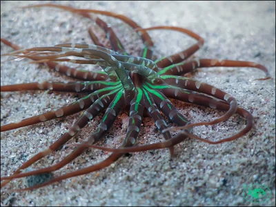 Star Anemone (Edwardsianthus pudicus)