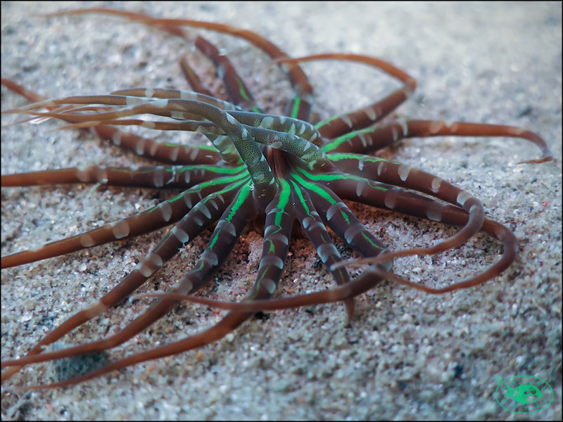 Star Anemone (Edwardsianthus pudicus)