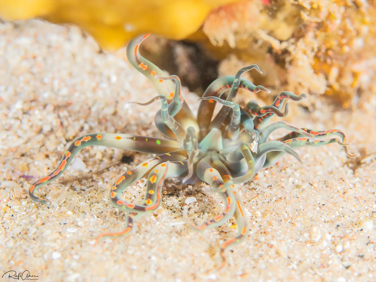 Burrowing Sea Anemone - Edwardsianthus pudicus