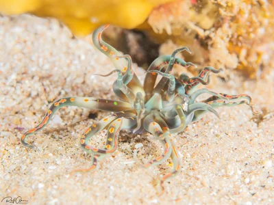 Burrowing Sea Anemone - Edwardsianthus pudicus