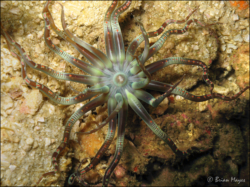Burrowing Anemone (Edwardsianthus pudicus)