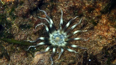 Anemone Edwardsianthus pudicus 2