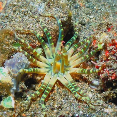 An interesting anemone: Edwardsianthus pudicus