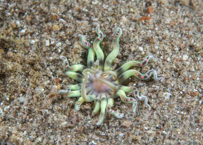 Edwardsianthus pudicus