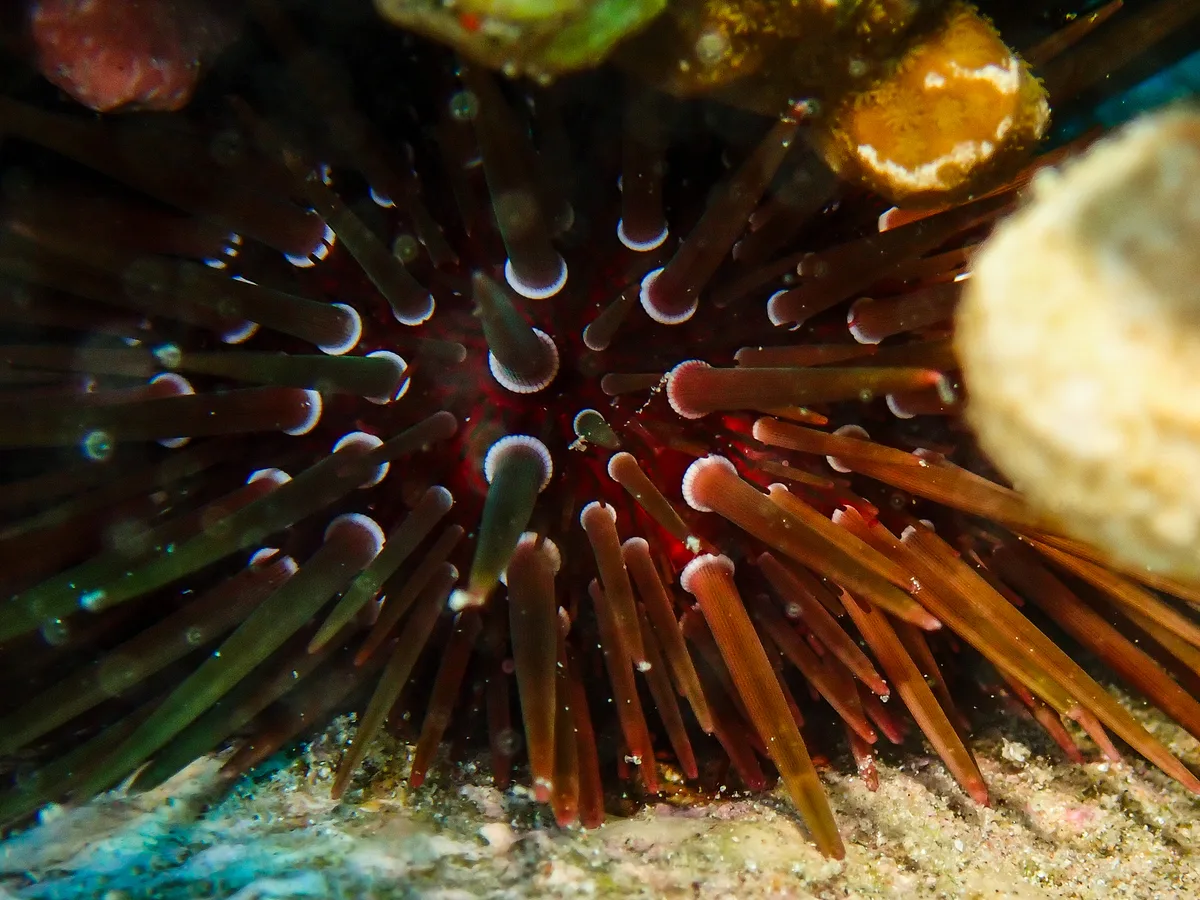 Burrowing urchin