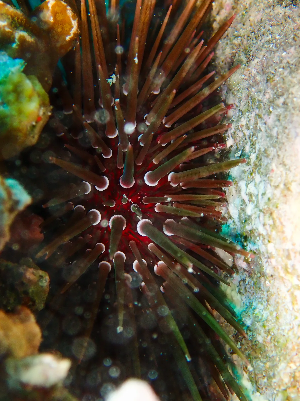 Burrowing urchin