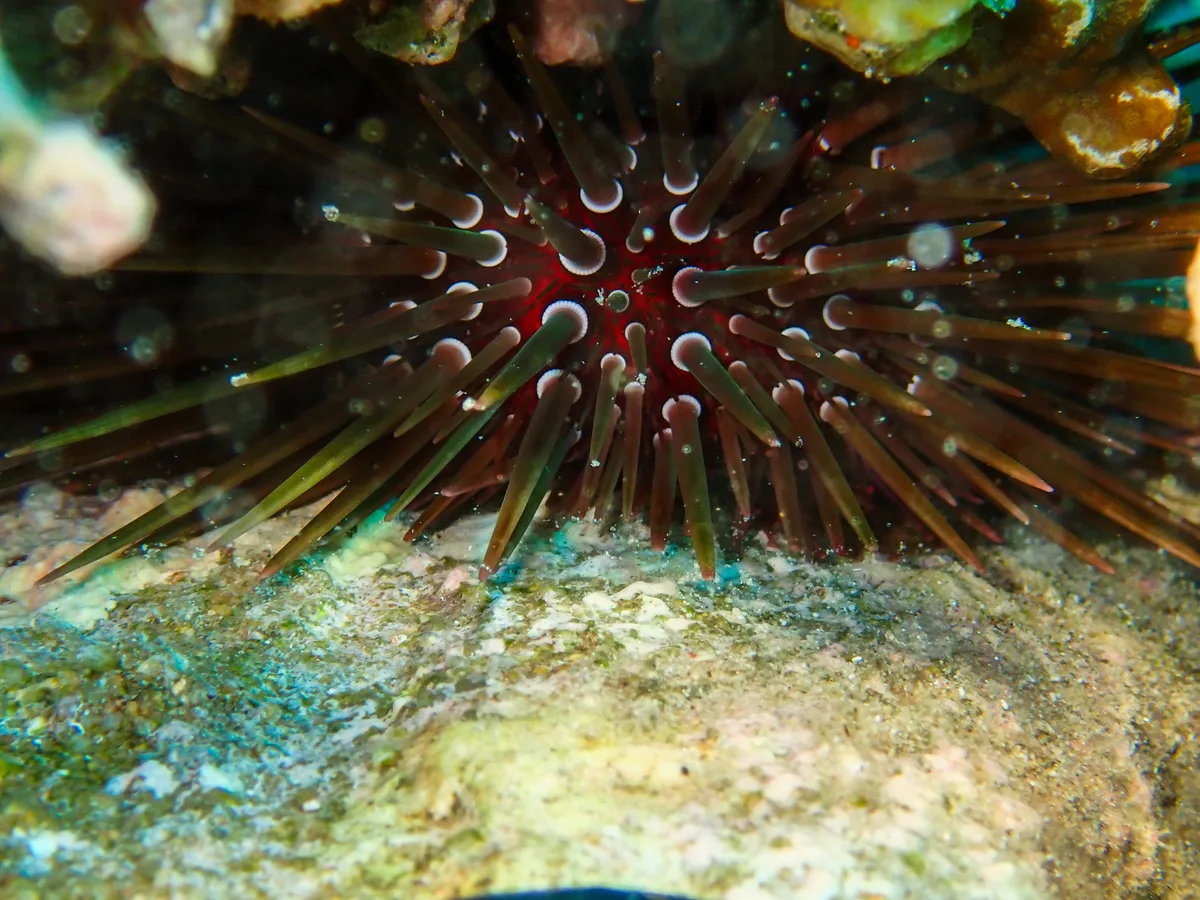 Burrowing urchin
