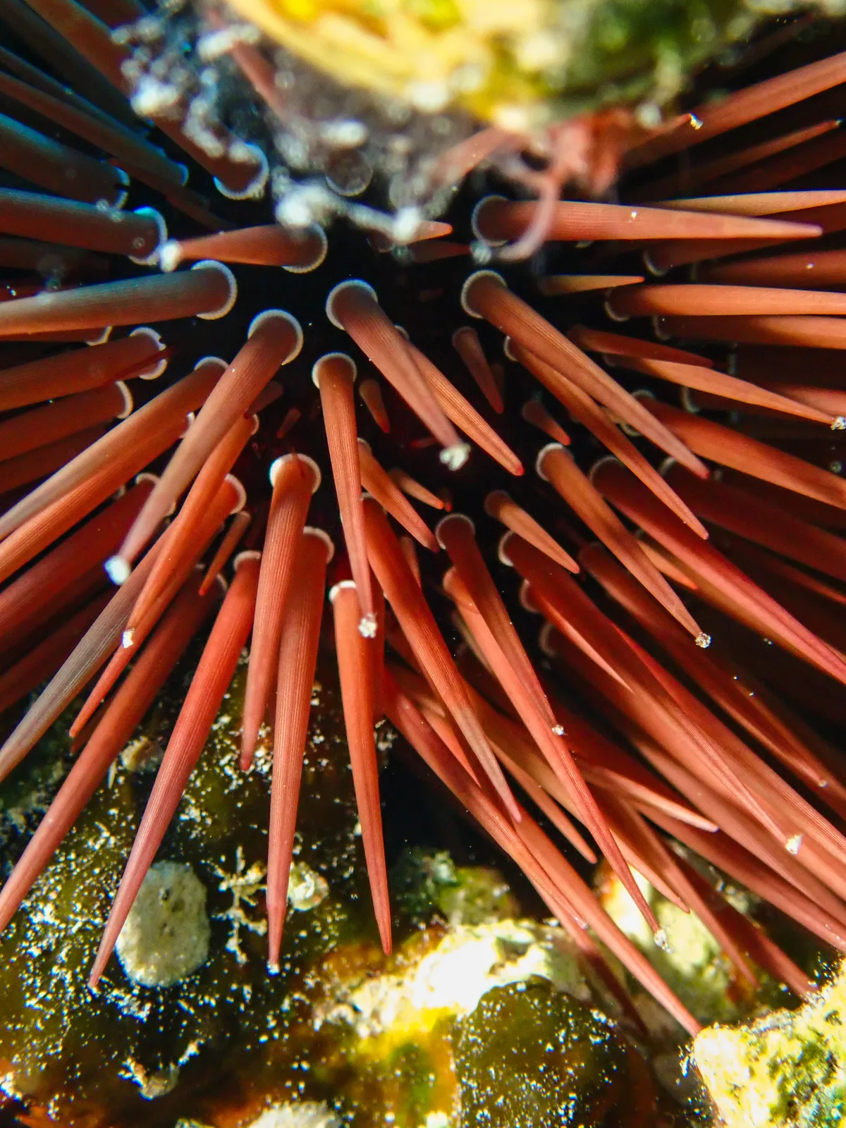 Burrowing Urchin