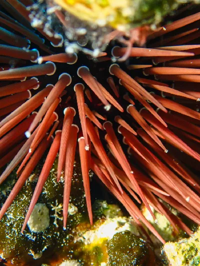 Burrowing Urchin