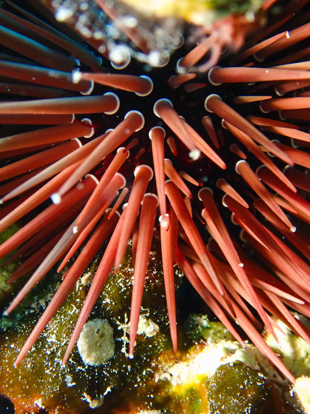 Burrowing Urchin