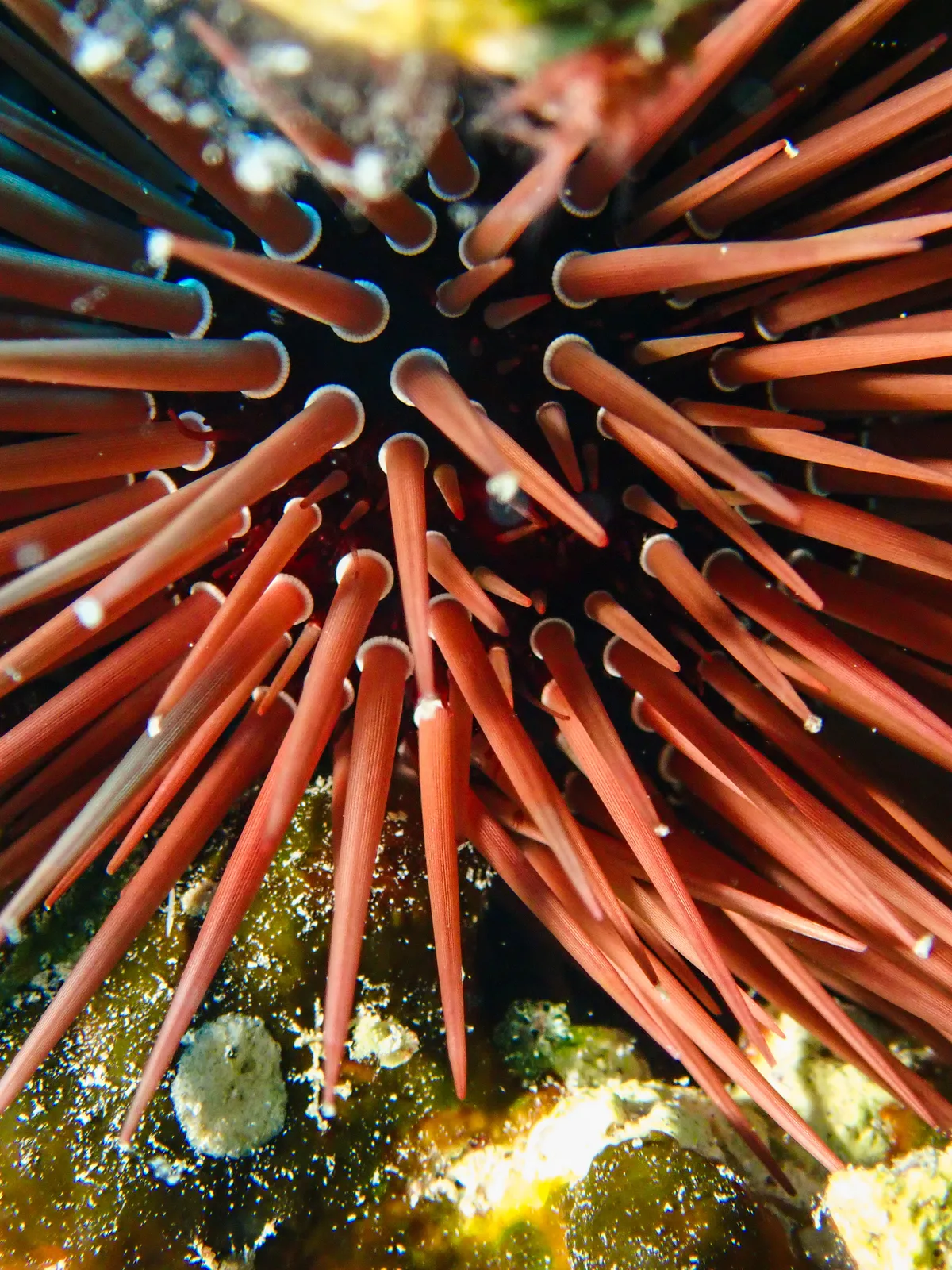 Burrowing Urchin