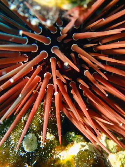 Burrowing Urchin