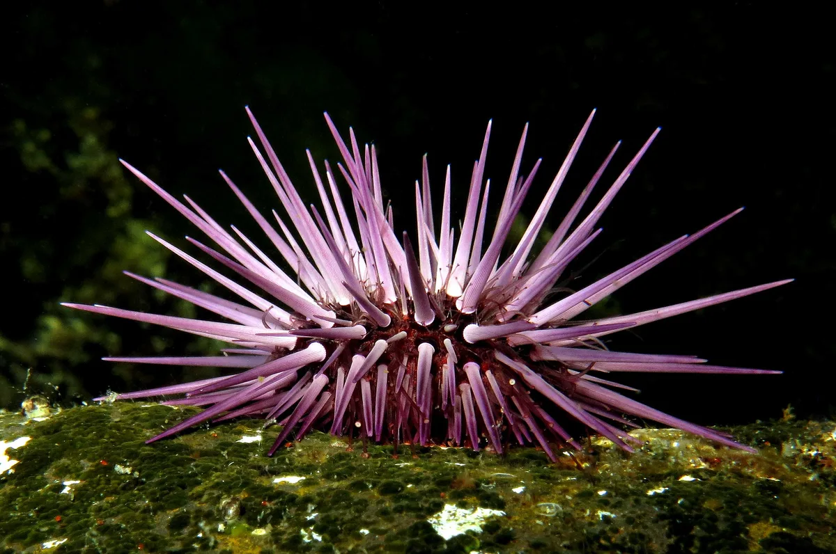 Echinometra mathaei