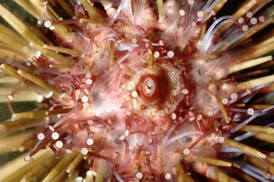 Echinometra mathaei