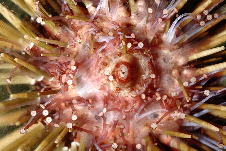 Echinometra mathaei