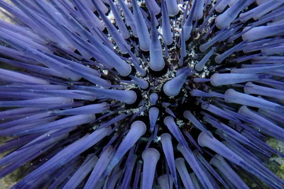 urchin universe