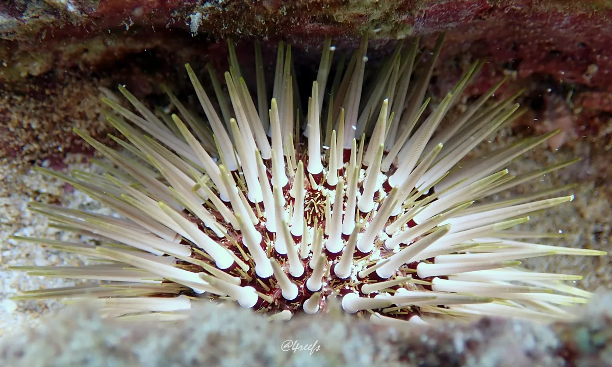 Echinometra mathaei