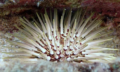 Echinometra mathaei