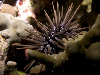Echinometra mathaei