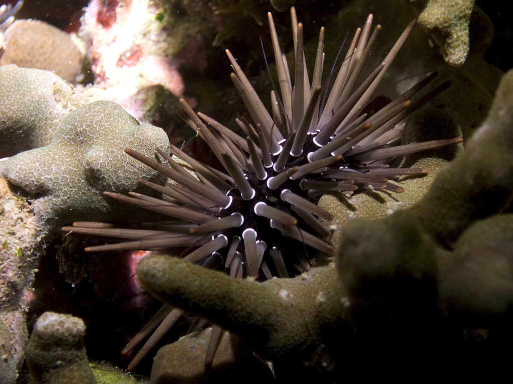 Echinometra mathaei