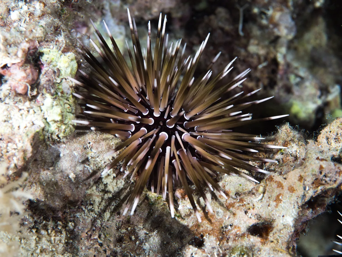 Burrowing urchin (Echinometra mathaei)