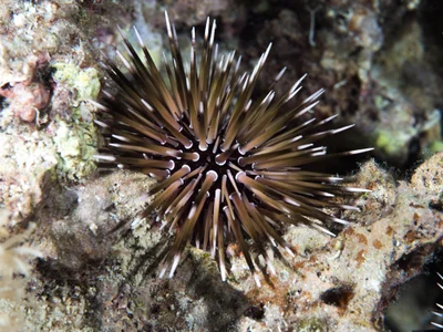 Burrowing urchin (Echinometra mathaei)