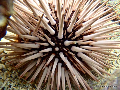 Echinometra mathaei, ('Ina)