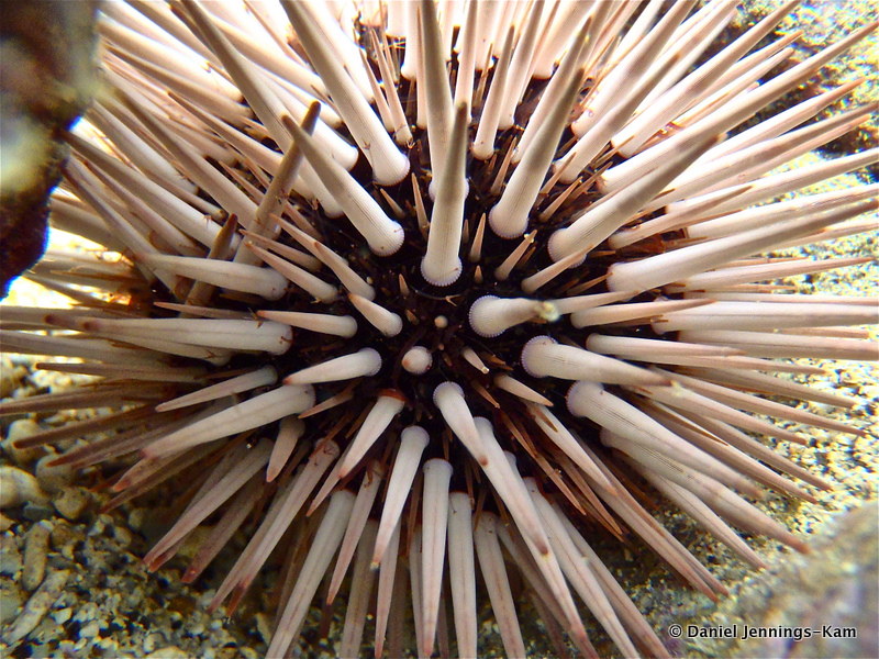 Echinometra mathaei, ('Ina)