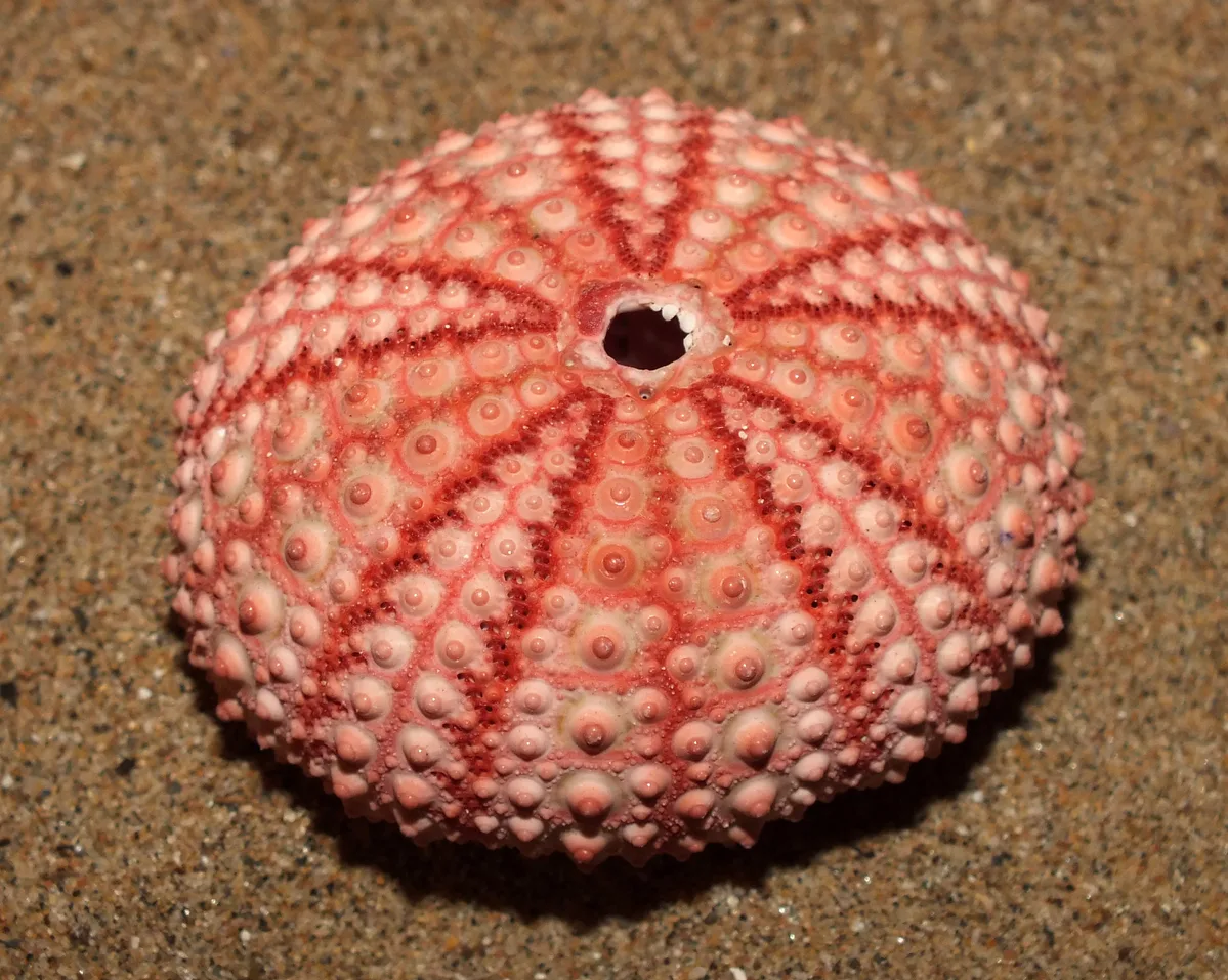 Pale rock-boring urchin (Echinometra mathaei)