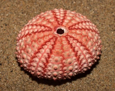 Pale rock-boring urchin (Echinometra mathaei)