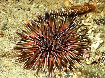 Echinometra mathaei  DX2_8898