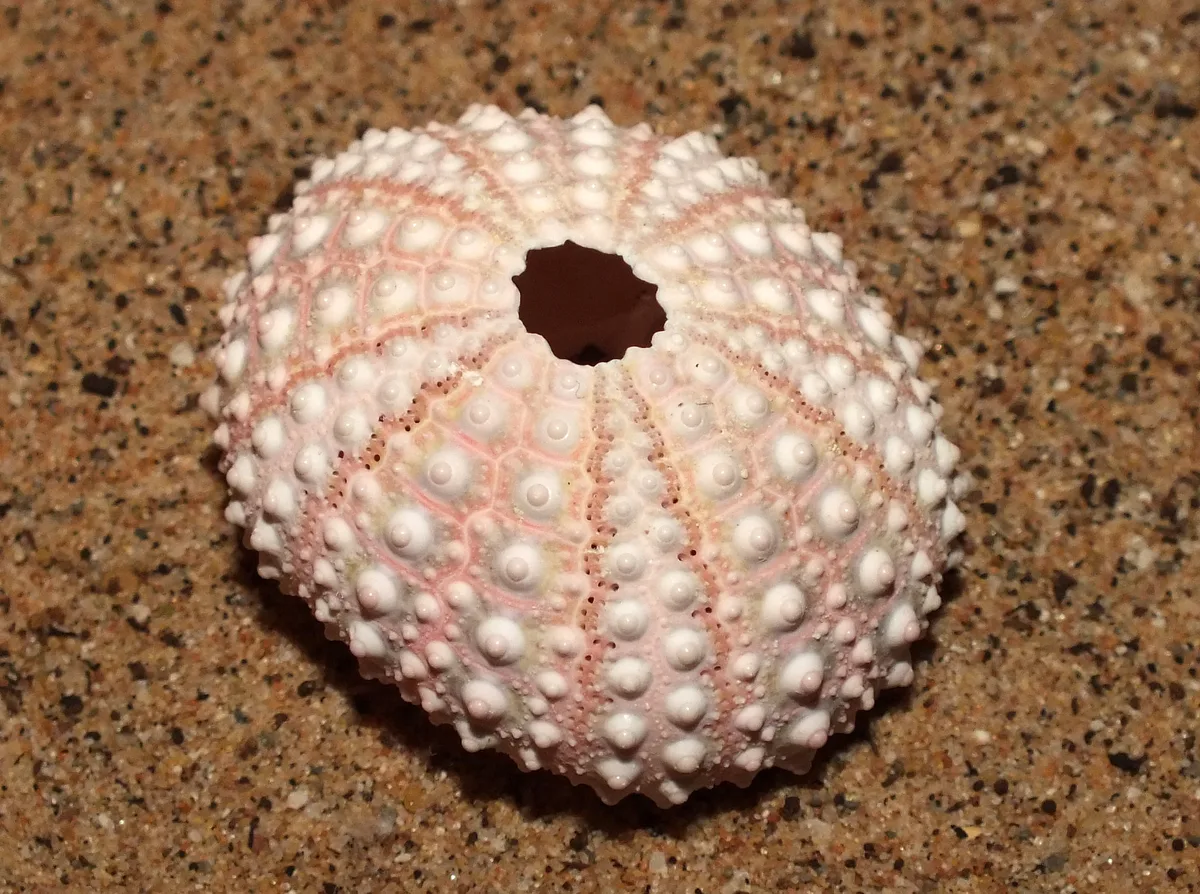 Pale rock-boring urchin (Echinometra mathaei)