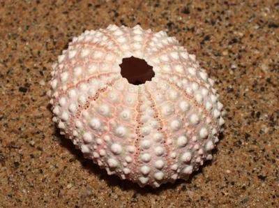 Pale rock-boring urchin (Echinometra mathaei)
