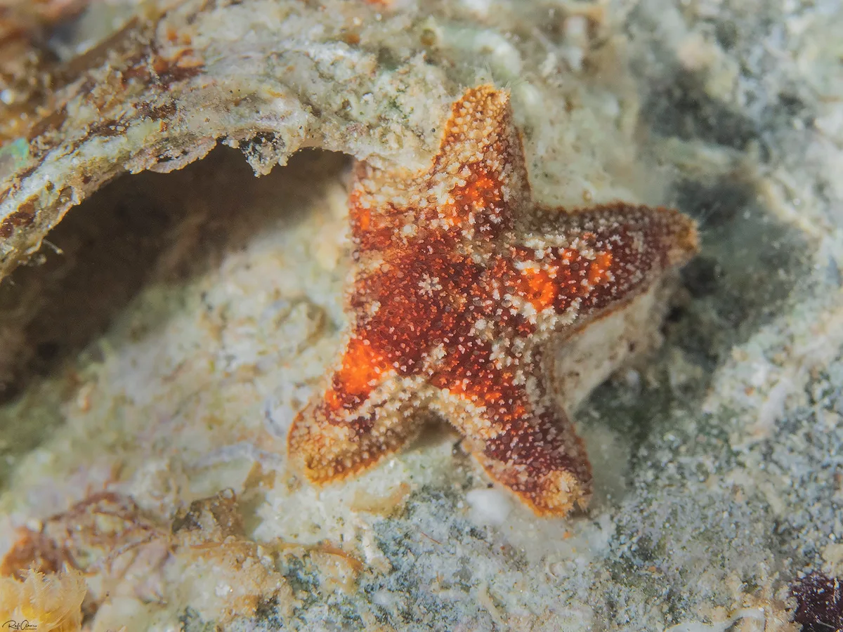 Asterina Starfish - Aquilonastra sp.