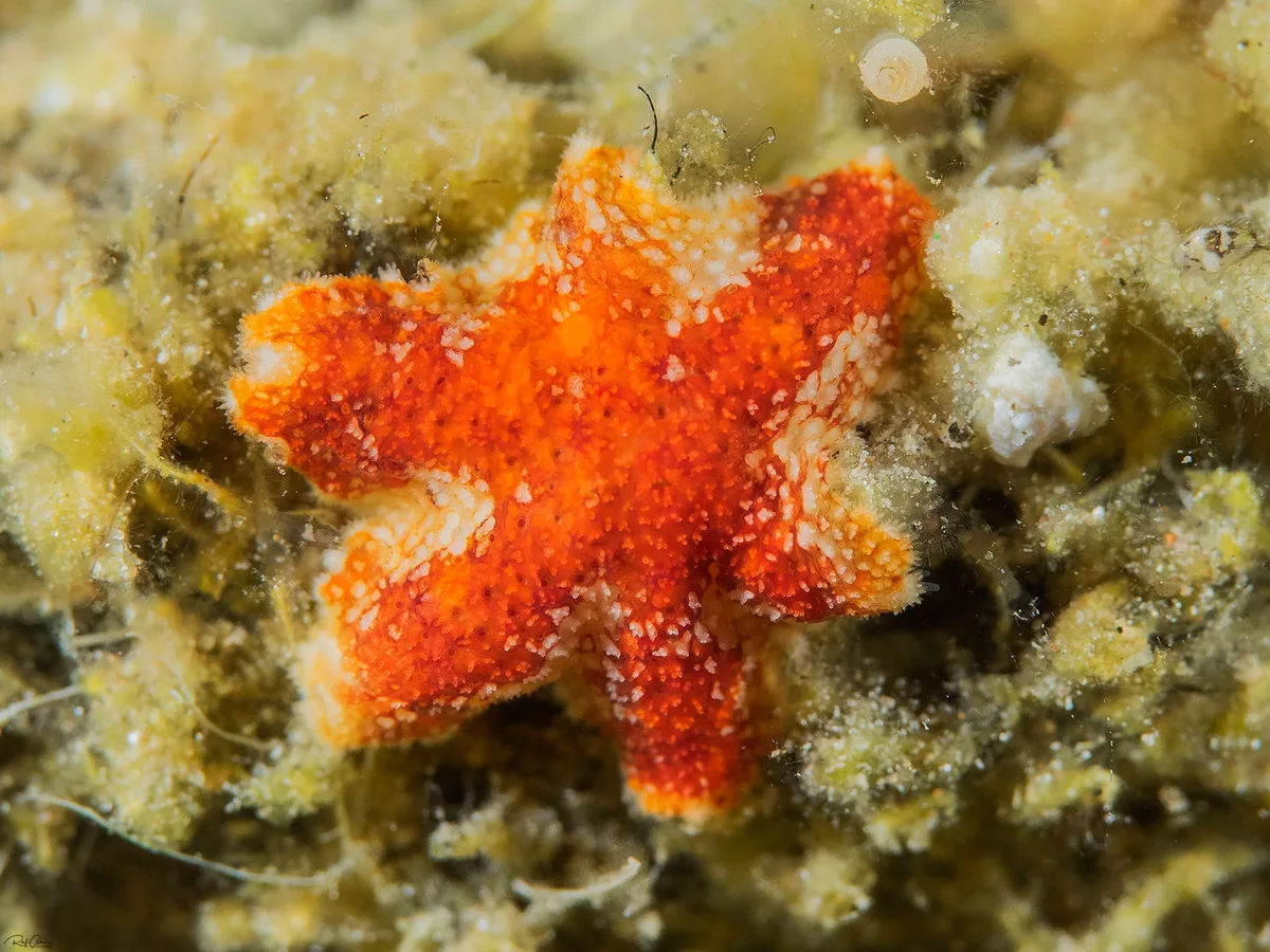 Cushion Star - Aquilonastra corallicola