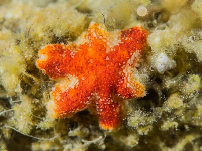 Cushion Star - Aquilonastra corallicola