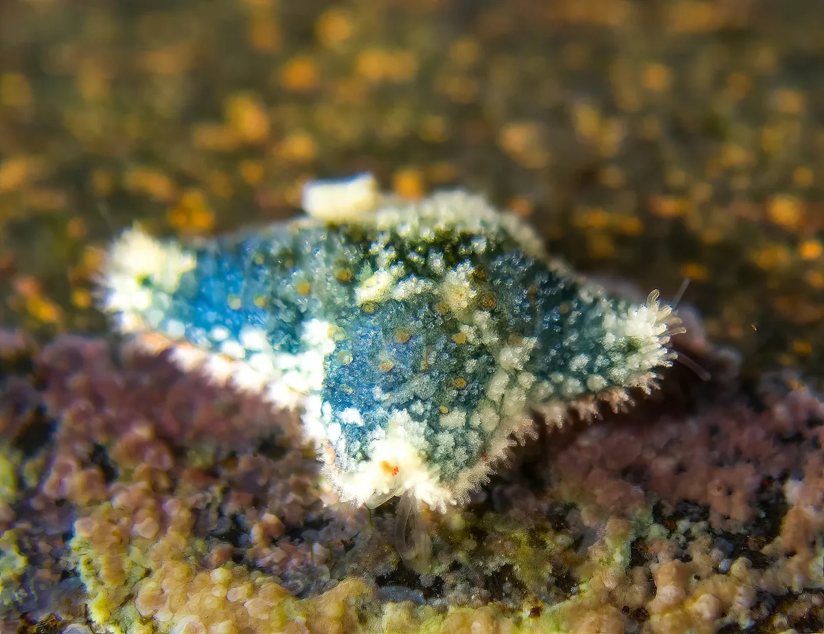 My tiniest sea star ever (<5mm)