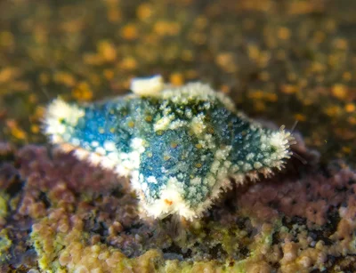 My tiniest sea star ever (<5mm)