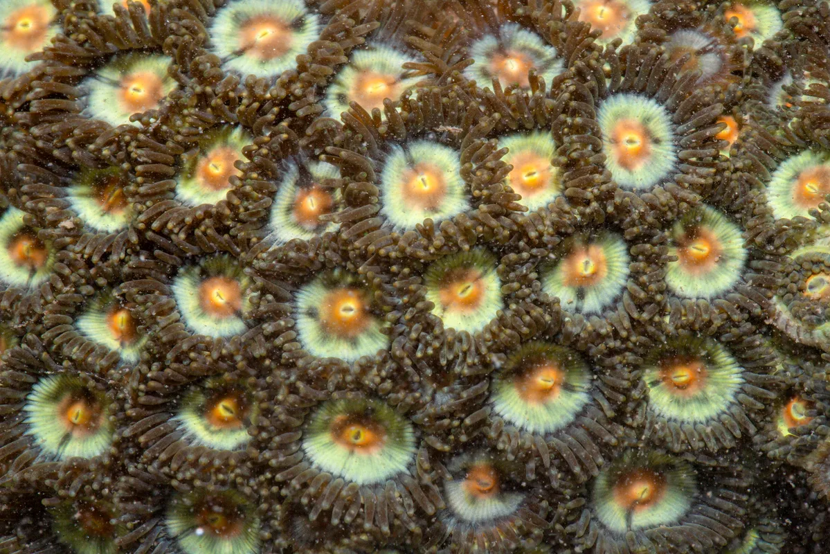 _Z2A3570 Zoanthus sansibaricus