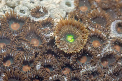 _Z2A7192 Zoanthus sansibaricus