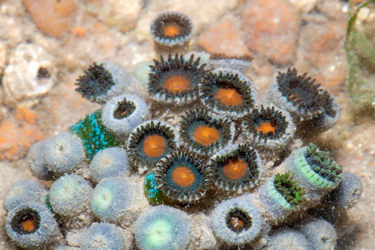 _Z2A6942 Zoanthus sansibaricus