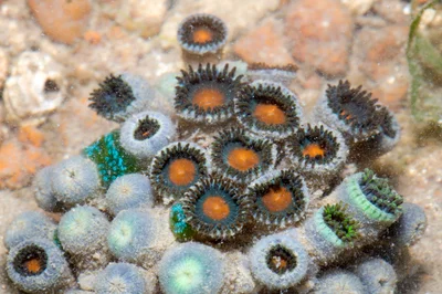 _Z2A6942 Zoanthus sansibaricus