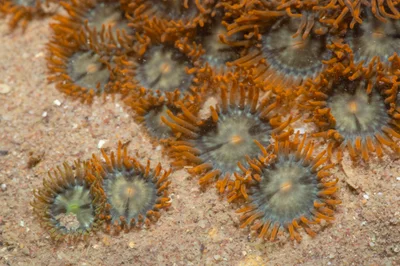 _Z2A3751 Zoanthus sansibaricus